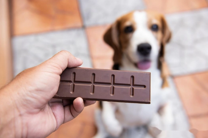 狗狗巧克力中毒