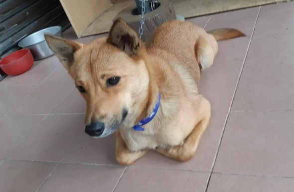 狗 吃 夏威夷果 症狀