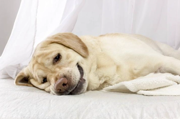 猫猫咪钙质补充 猫猫咪钙质补充