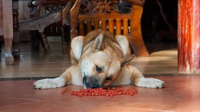 狗狗誤食八角處理