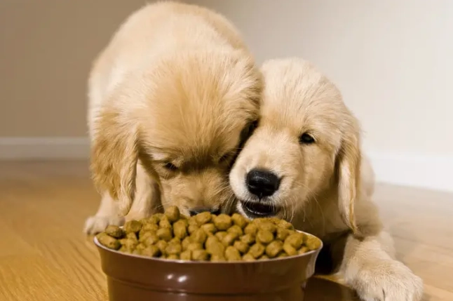 狗狗飲食安全 狗狗飲食安全