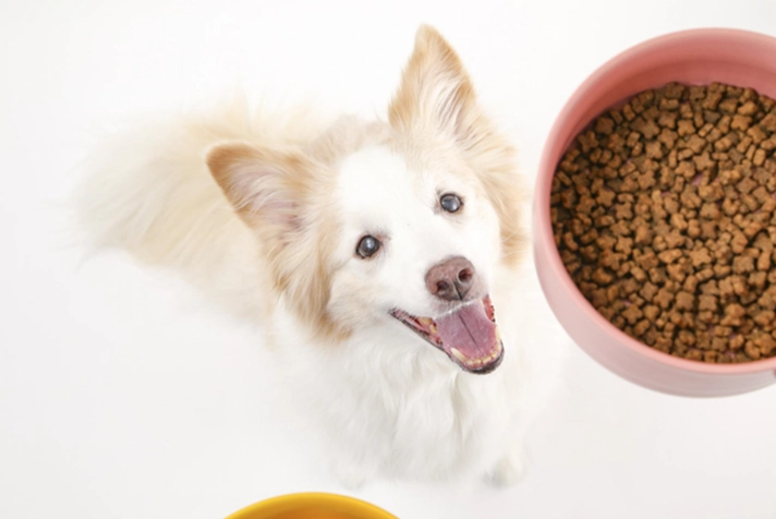 狗狗腎上腺疾病壽命 狗狗腎上腺疾病壽命