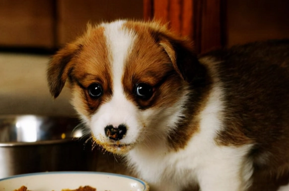 糯米對狗的影響