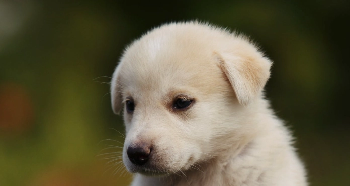 狗狗一直喝水不吃飯原因