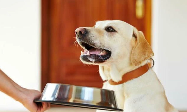 狗狗库欣氏症症状 狗狗库欣氏症症状