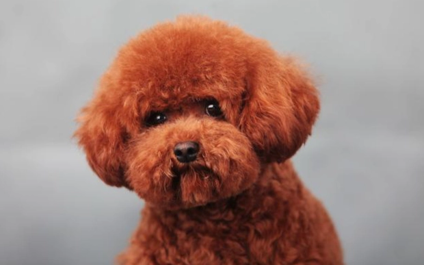 貴賓狗智商測試