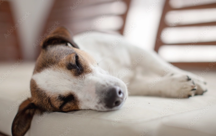 龍眼對狗狗有害嗎