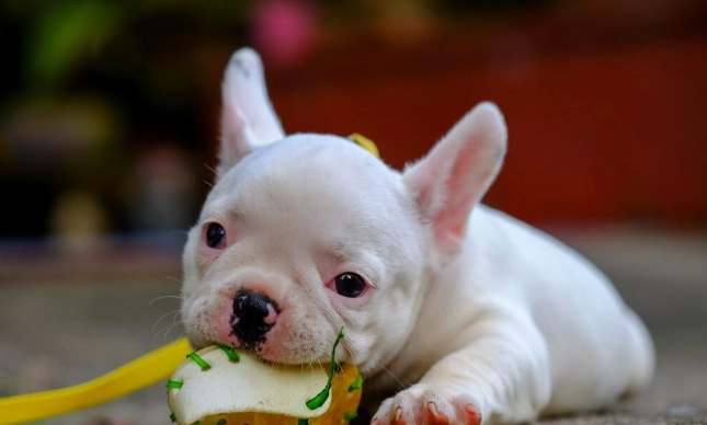 狗吃蛋安全 狗吃蛋安全