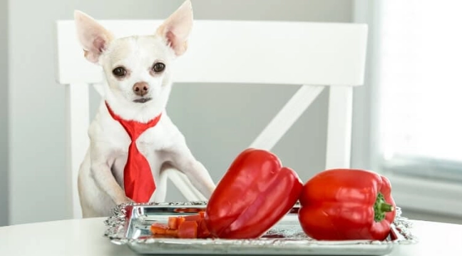 狗吃甜椒 狗吃甜椒