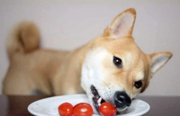 狗狗吃番茄安全嗎