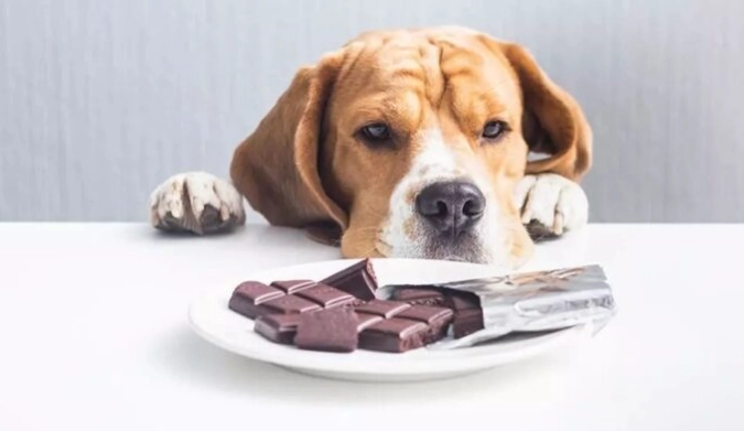 狗吃巧克力怎麼辦