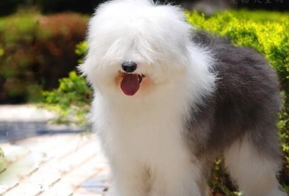 不掉毛大型犬品種