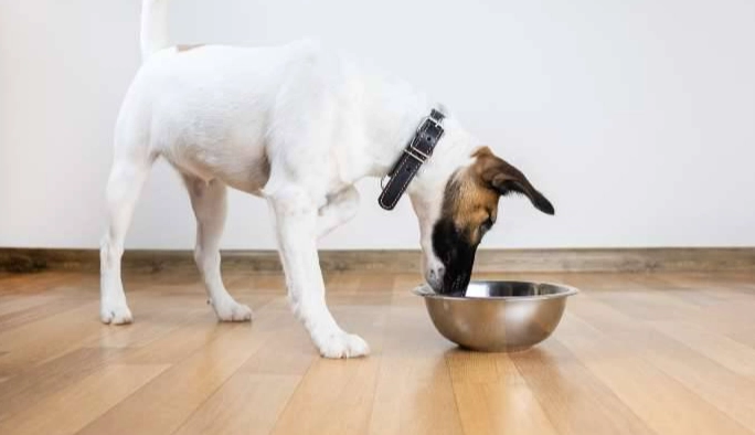 狗狗只喝水不吃飯