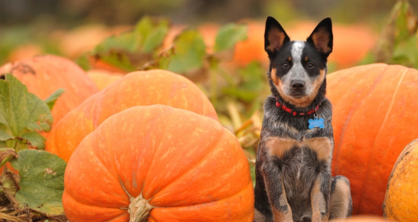 南瓜對狗的好處 南瓜對狗的好處