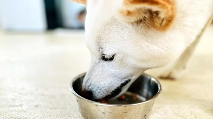 洋蔥對狗有毒 洋蔥對狗有毒
