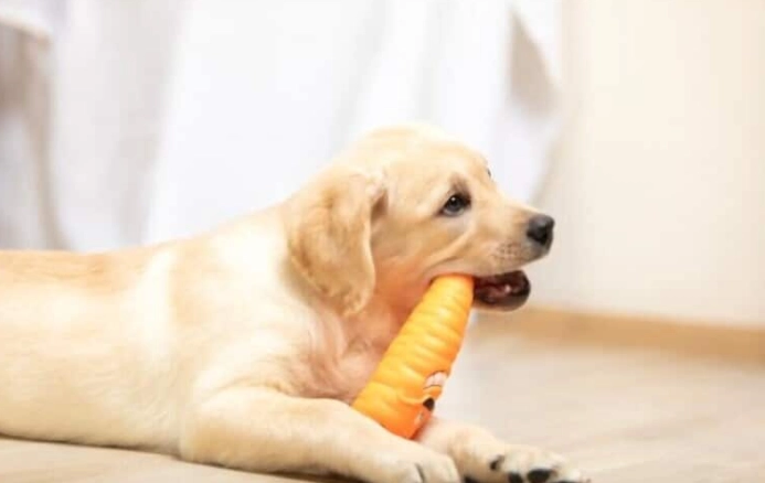 紅蘿蔔對狗狗的好處