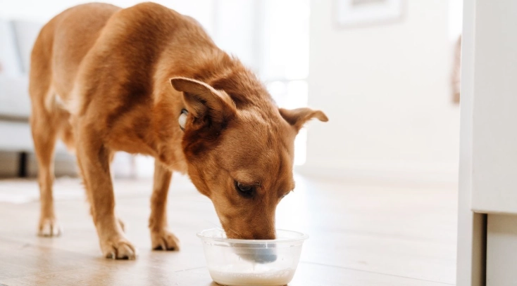 狗狗只喝水不吃飯
