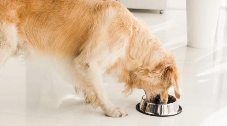 狗消化系統健康