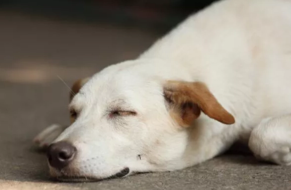 狗狗發抖沒精神治療