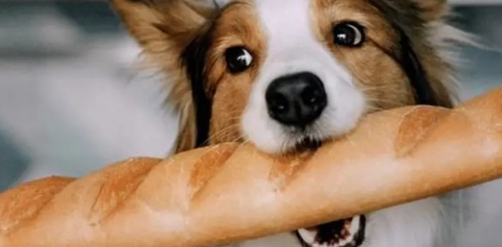 全麥麵包對狗安全