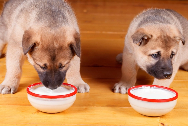 豆漿對狗狗有害嗎