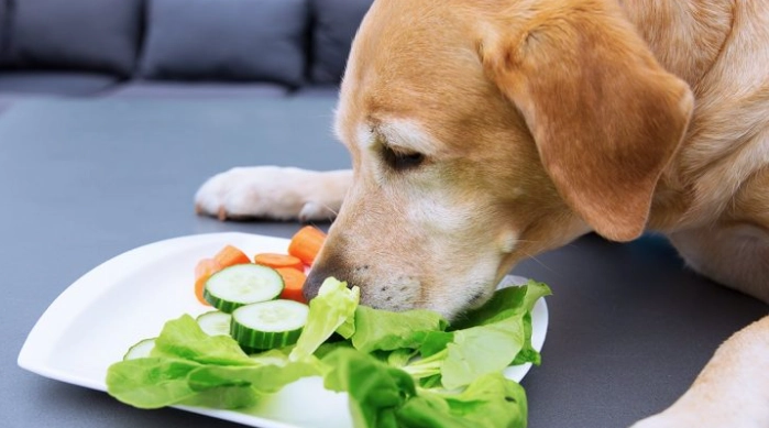 狗庫欣氏症治療 狗庫欣氏症治療