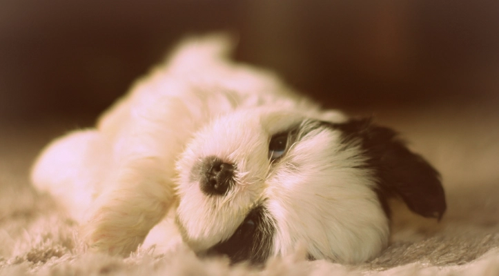 狗狗睡眠習慣 狗狗睡眠習慣