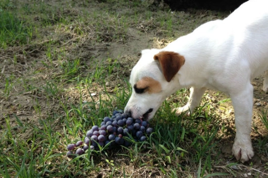 狗狗吃葡萄安全嗎