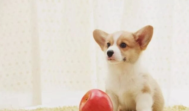 幼犬吃蘋果
