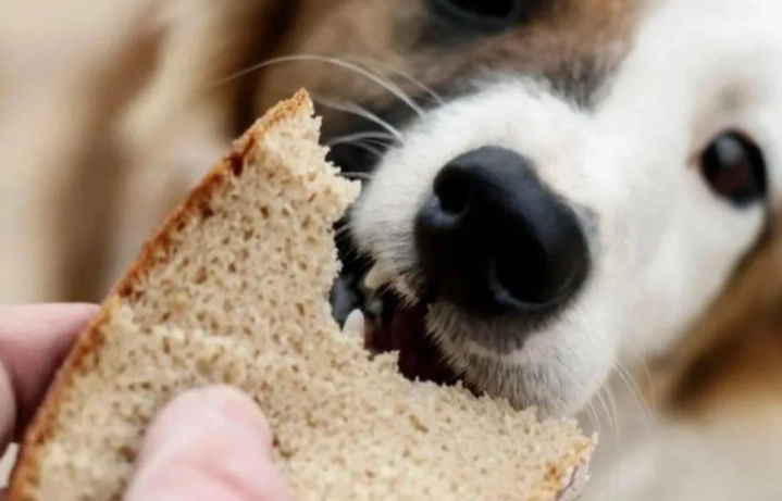 法國麵包對狗有害嗎
