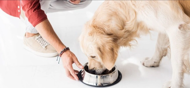 狗狗只喝水不吃飯