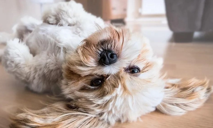 狗狗消化不良症狀 狗狗消化不良症狀