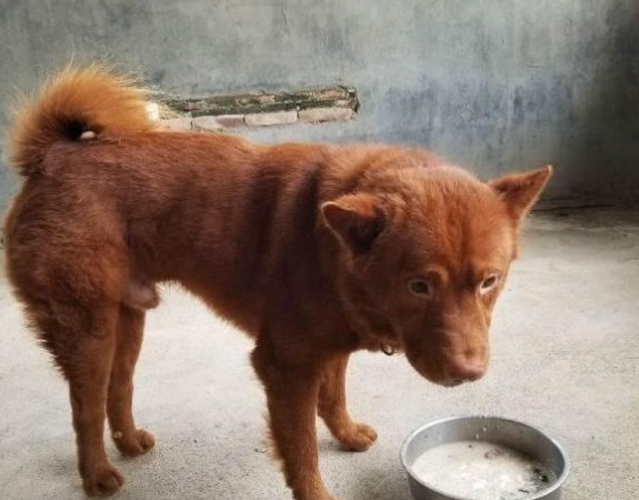 夏威夷果 對狗 有毒