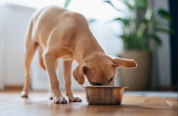 狗狗飲水安全 狗狗飲水安全