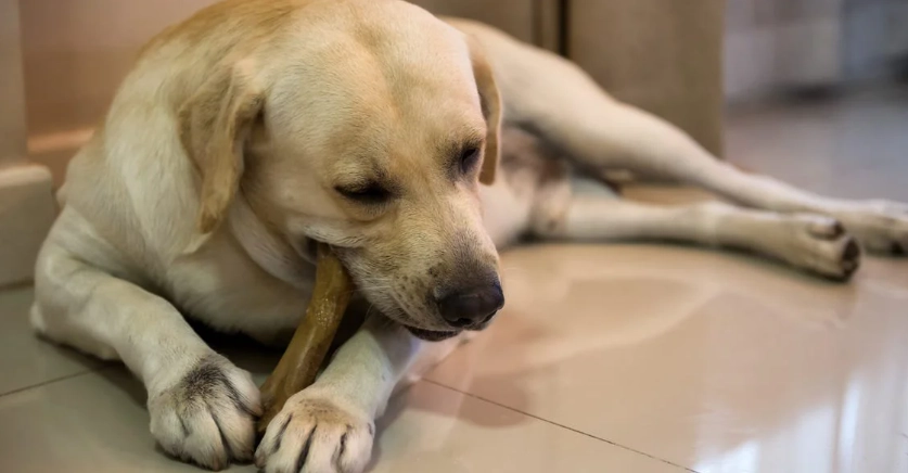 狗狗腎上腺疾病