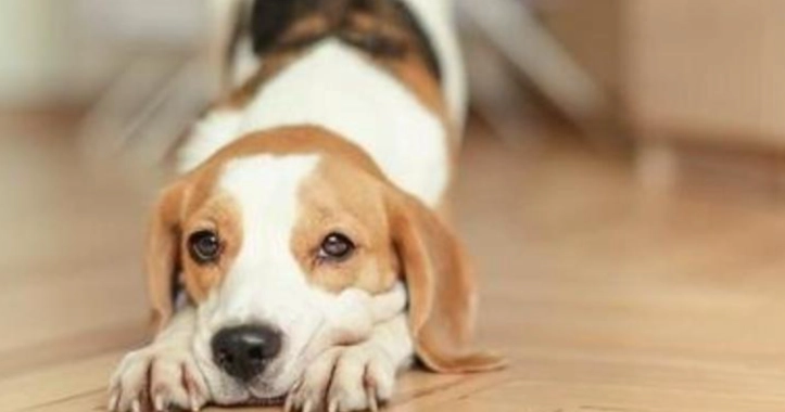 狗狗睡地板壞處