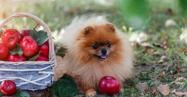 宠物狗水果喂养