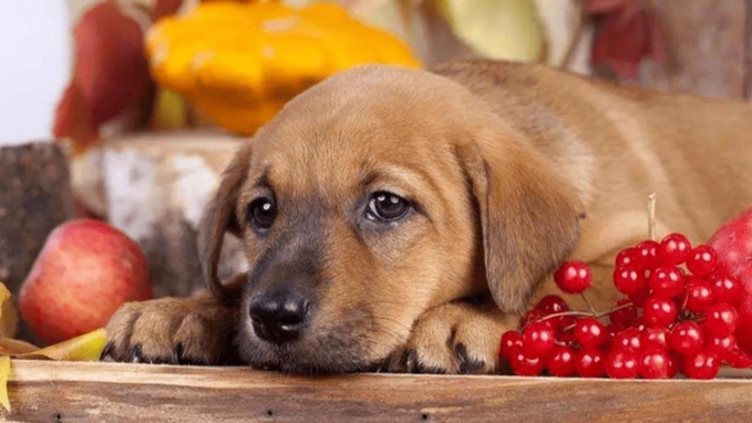 腰果對狗有害嗎