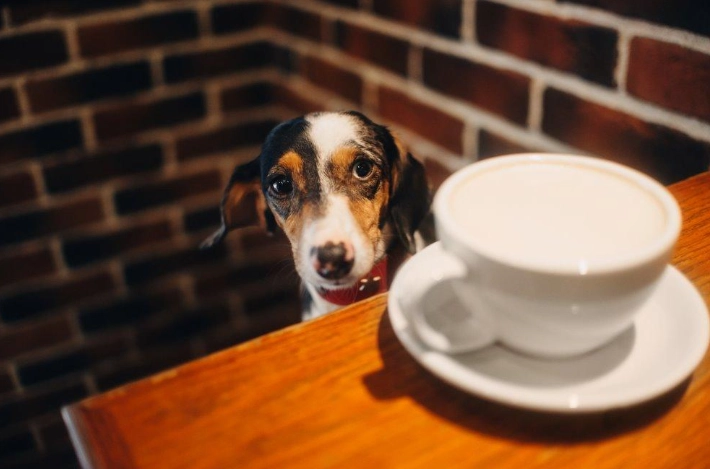 狗咖啡因中毒