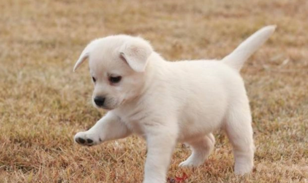 狗狗不吃飯只喝水