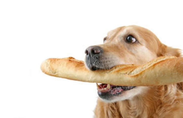 全麥麵包對狗安全