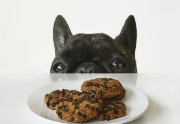 狗狗巧克力中毒