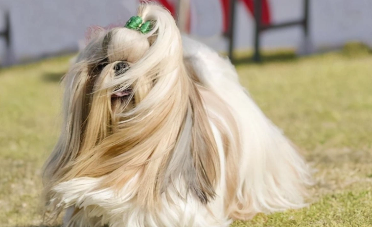不掉毛大型犬品種