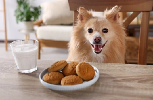 寵物飲食禁忌 寵物飲食禁忌