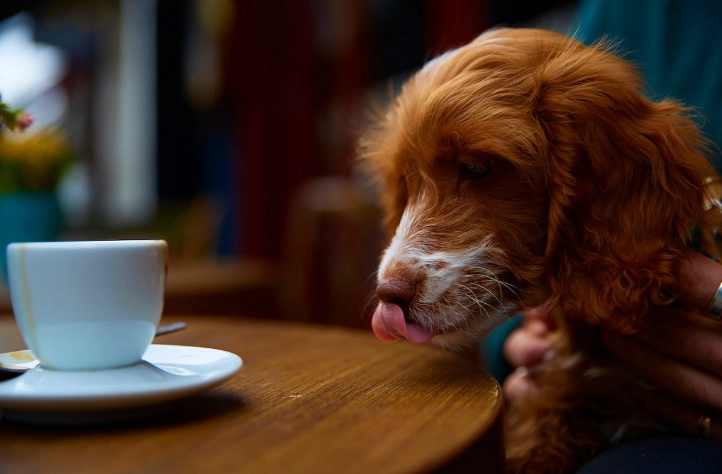狗咖啡安全