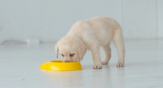 狗狗飲食安全 狗狗飲食安全