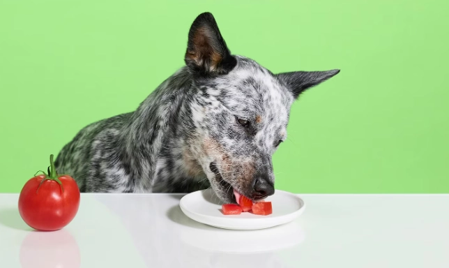 狗狗可以吃甜椒嗎 狗狗可以吃甜椒嗎