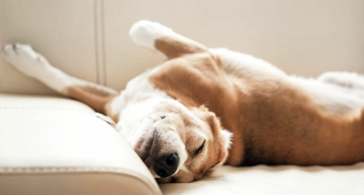 狗狗嚶嚶叫原因