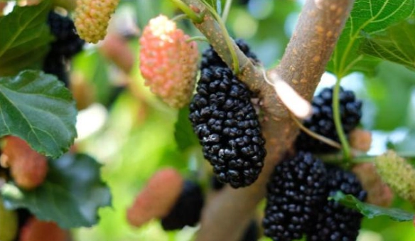 狗吃桑椹安全嗎