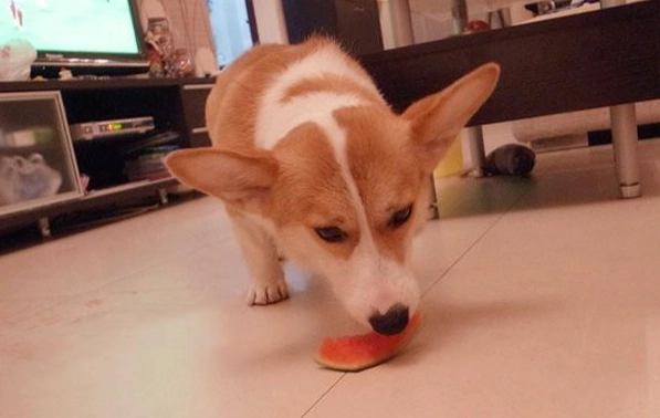 柯基吃小番茄安全嗎